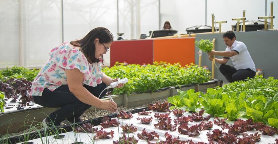 Universidad de Ibagué