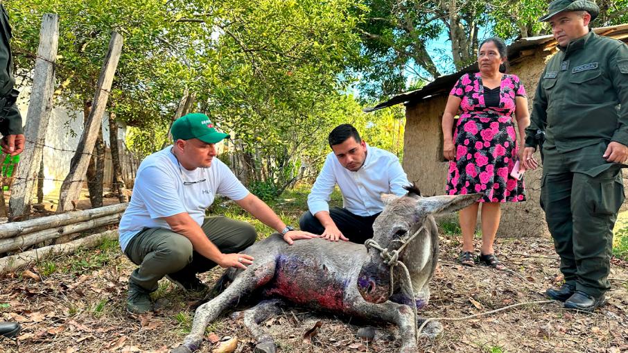 rescate-burro.jpg