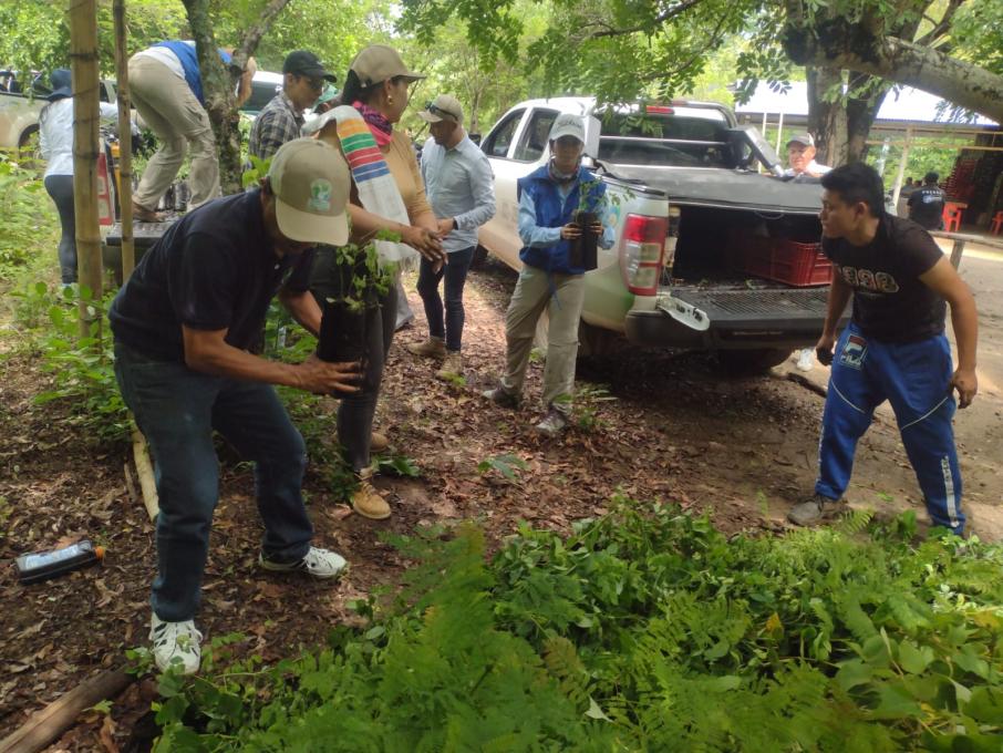 bajando_plantas_cortolima.jpeg