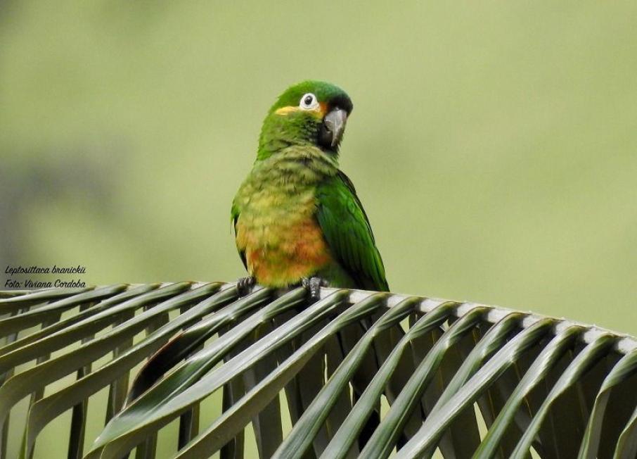 avistamiento de aves Toche