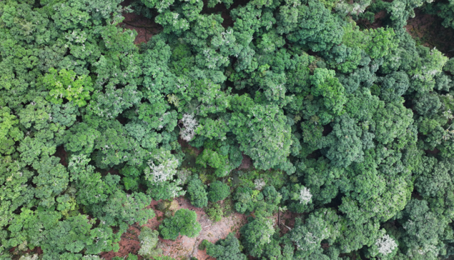 bosques noveno congreso