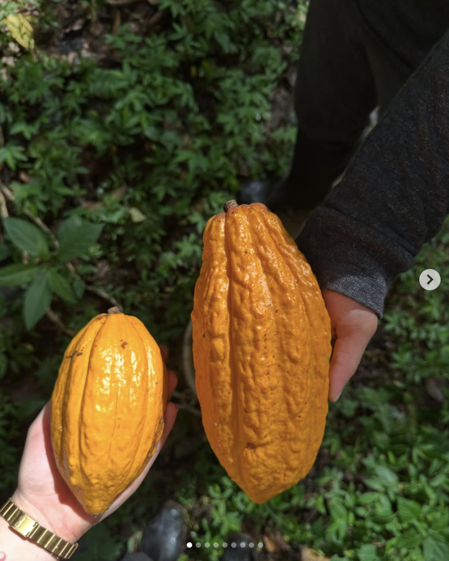 cacao