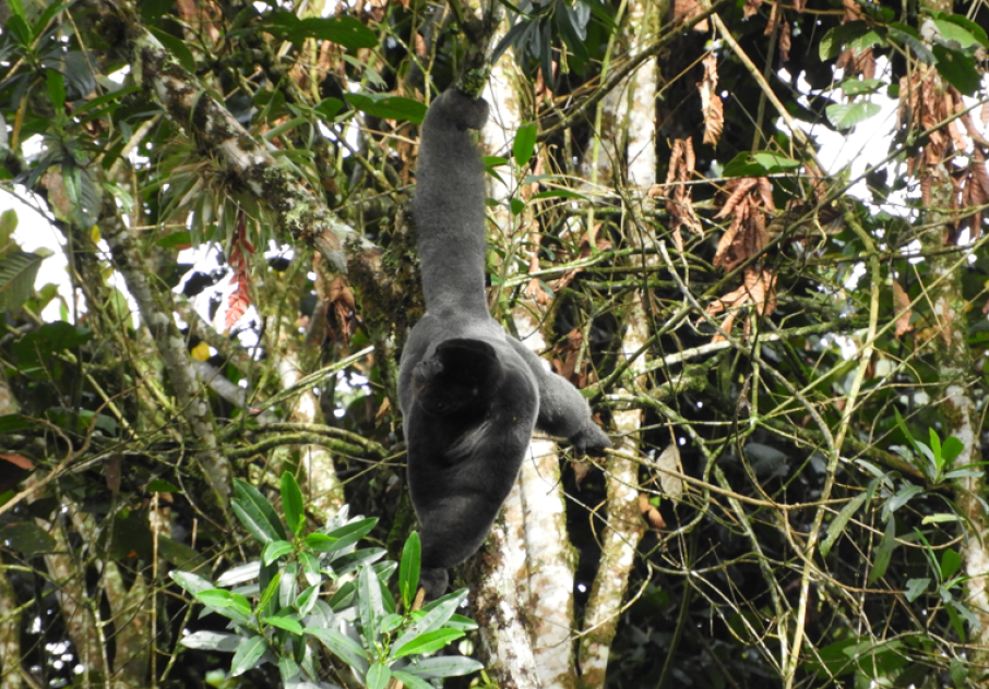 biodiversidad congreso noveno 