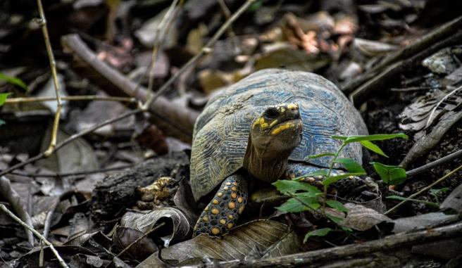 Cortolima biodiversidad 2024 mayo 22
