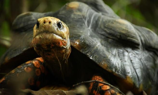 Cortolima biodiversidad 2024 junio 18 1