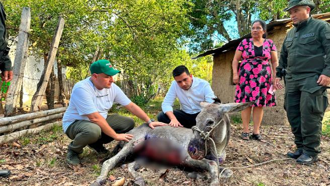 rescate-burro-censurado.jpg