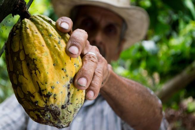 La producción de cacao del país en 2023 fue cercana a las 140 mil toneladas.