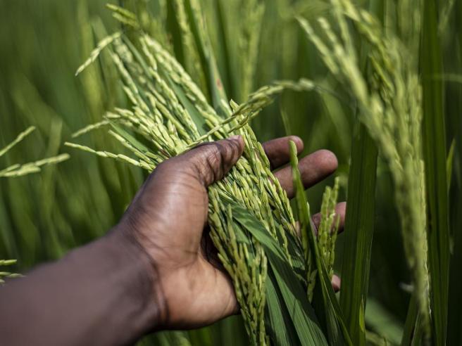 Los estos recursos se distribuirán entre los productores y productoras que completaron el registro de caracterización.