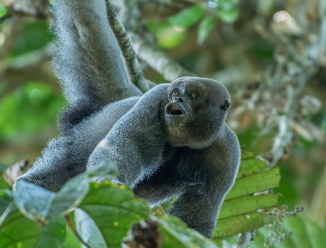Este Día de la Tierra debe marcar un punto de inflexión: necesitamos soluciones reales, medibles y respaldadas por políticas que pongan la vida en el centro de las decisiones", afirmó Laura Caicedo, Coordinadora de Campañas para Greenpeace Colombia.