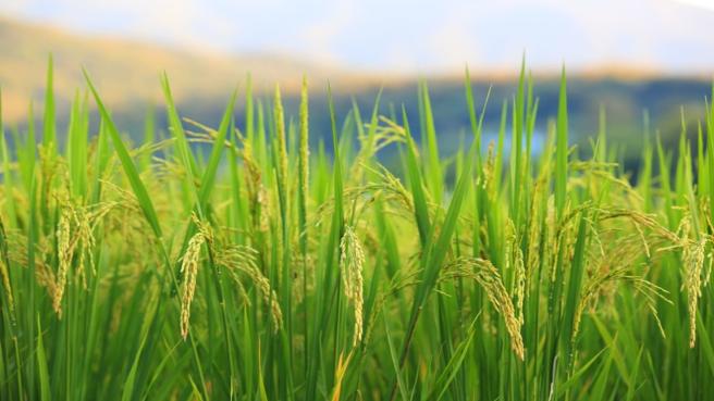 MinAgricultura expidió la resolución 084 de 2025 que estableció el programa de apoyo directo a los pequeños y medianos productores, y que será operado por la Bolsa Mercantil de Colombia.