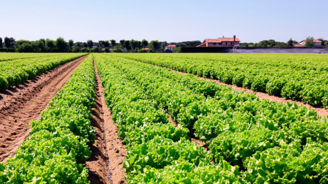 Con una participación del 20 % de los desembolsos al sector según las estadísticas de Finagro, el BBVA Colombia ha alcanzado $4,4 billones en financiamiento agropecuario. 