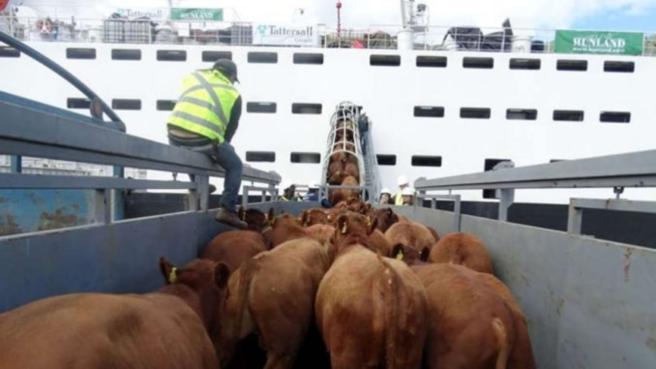 Las exportaciones con corte a mayo, en general en carne y leche mantienen una buena dinámica.