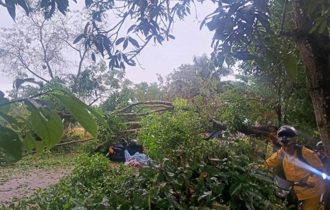 Árbol caído San Luis