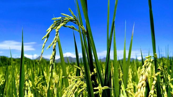 La Cámara Induarroz de la ANDI coincide plenamente con la conclusión de la SIC sobre la necesidad de encontrar una solución a las problemáticas estructurales del sector y de realizar el debido monitoreo de los efectos de la implementación del régimen para tomar medidas correctivas. 