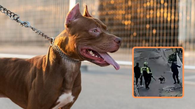 Pitbull