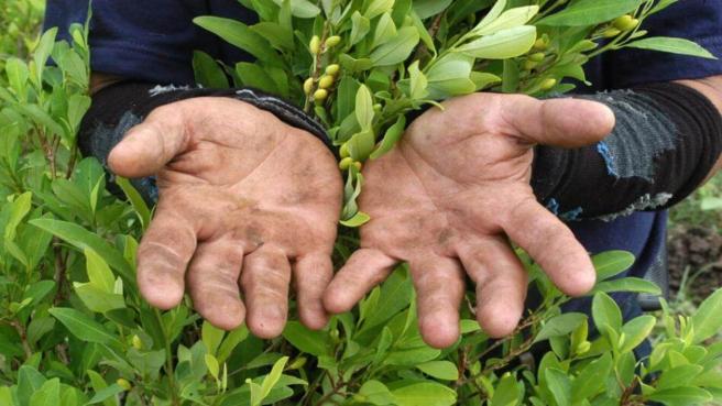 . El proyecto de ley plantea que el Estado colombiano sea el responsable de: Regular los cultivos de hoja de coca con participación de campesinos e indígenas.