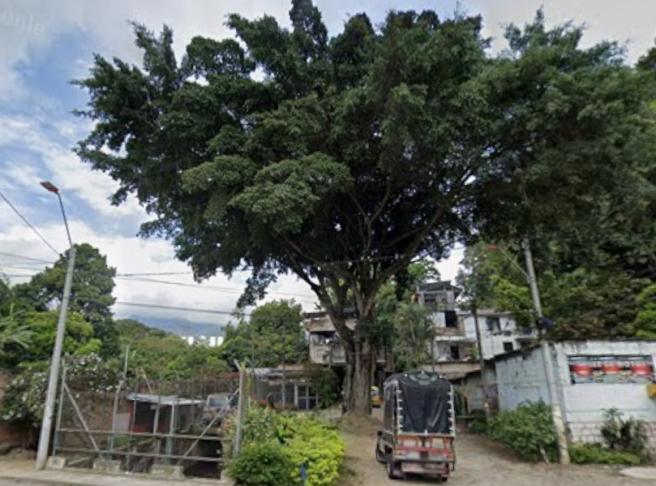 árbol