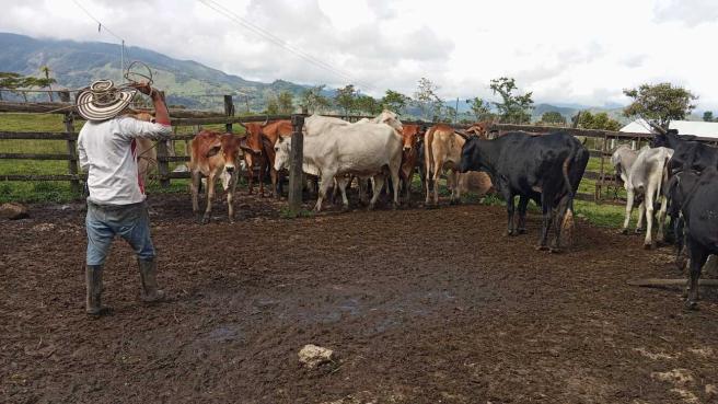 La jornada de vacunación se ha realizado en el 49,8 por ciento de los predios, esto es, en 305 mil unidades productivas de un total de 613 mil fincas dedicadas a la crianza de bovinos y bufalinos.