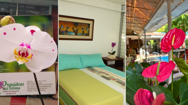 servicios de orquideas del Tolima