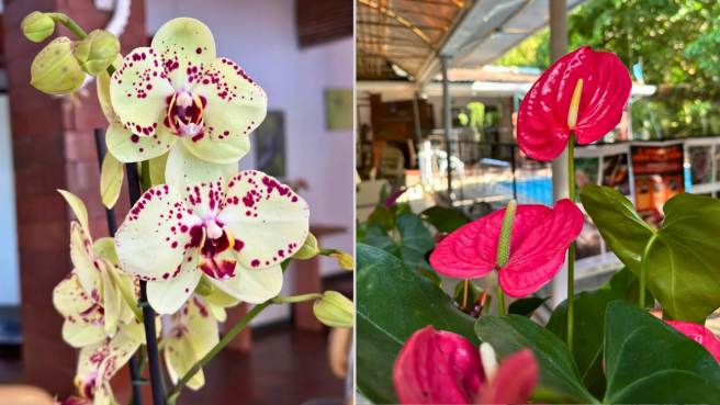 Reserva Orquideario del Tolima