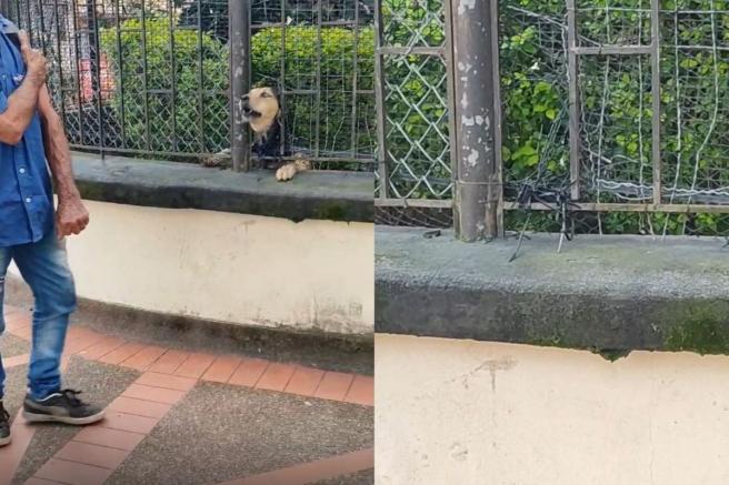 perro mordelon en Ibagué