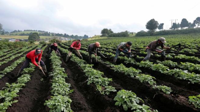 Se aumentan recursos para la economía campesina