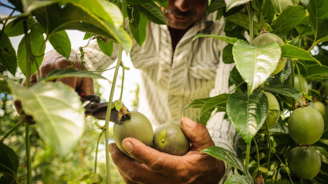 El café jalona las exportaciones agrícolas del país.