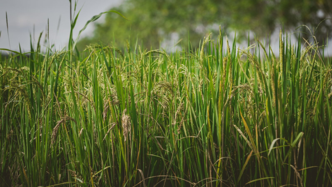 El arroz es el único producto agropecuario que mantiene una medida de esta naturaleza tras el proceso de normalización arancelaria formalizado mediante el Decreto 583 de 2026.
