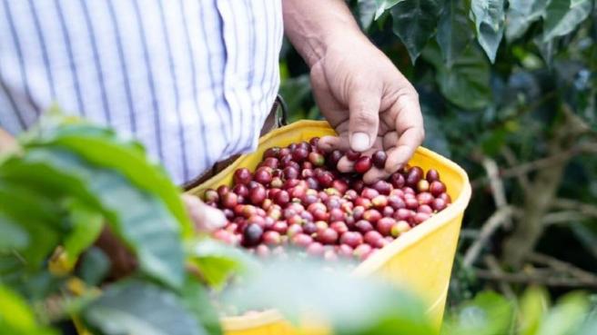 Aunque el Tolima no registra tasas tan elevadas como Chocó o Meta, el estudio evidencia que sus municipios cafeteros muestran un comportamiento preocupante: 