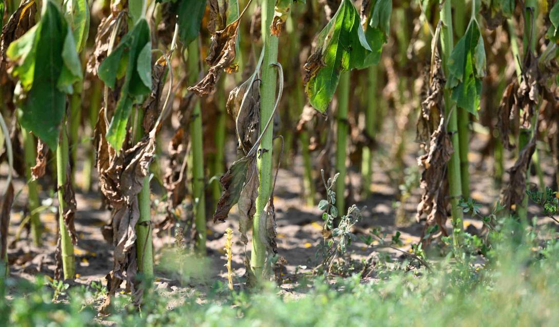 Agricultura
