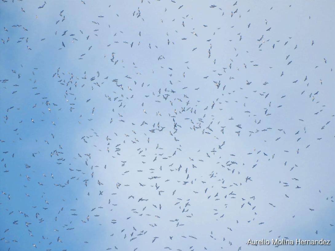 Águilas cuaresmeras