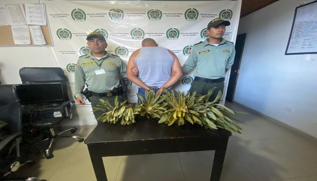 Captura Parque Los Nevados frailejones 2024