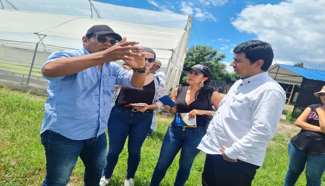 Cultivadores de albahaca Flandes 2024 mayo 23