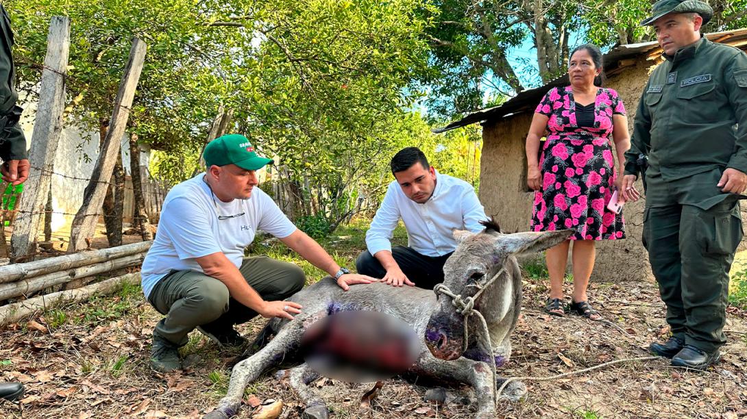 rescate-burro-censurado.jpg