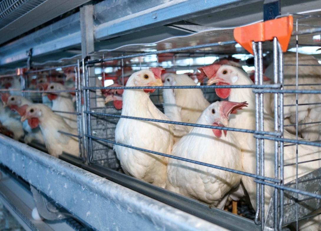 A través de campañas de sensibilización, se dirigen a las            grandes empresas de la industria alimentaria, para que adopten “compromisos libres de jaulas”,