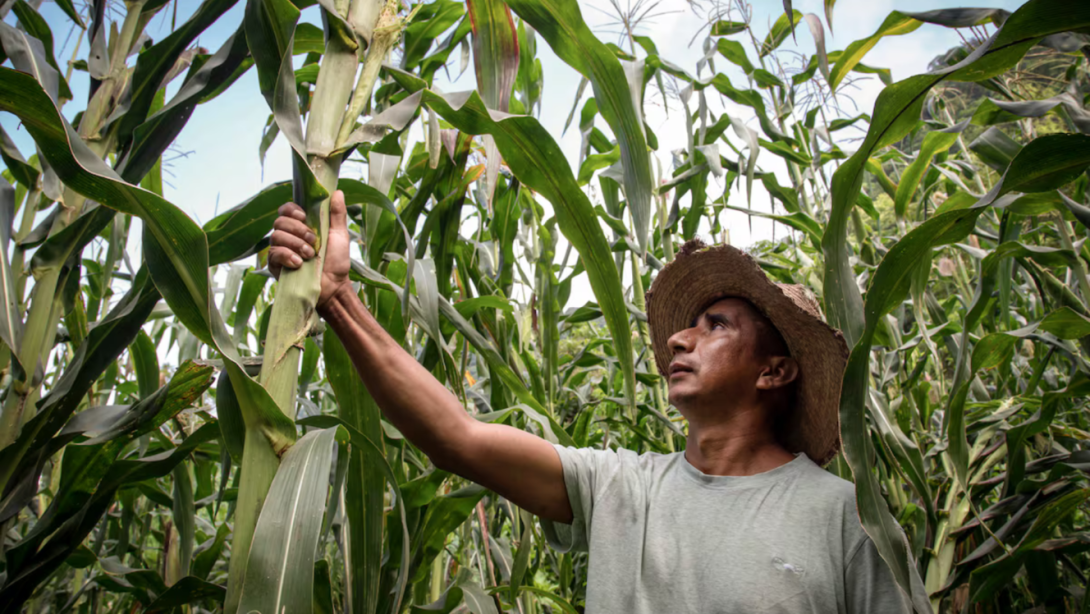 Para el sector agropecuario se proyecta un crecimiento en la demanda de productos del agro impulsado por la expansión de cultivos y el fortalecimiento de las exportaciones.