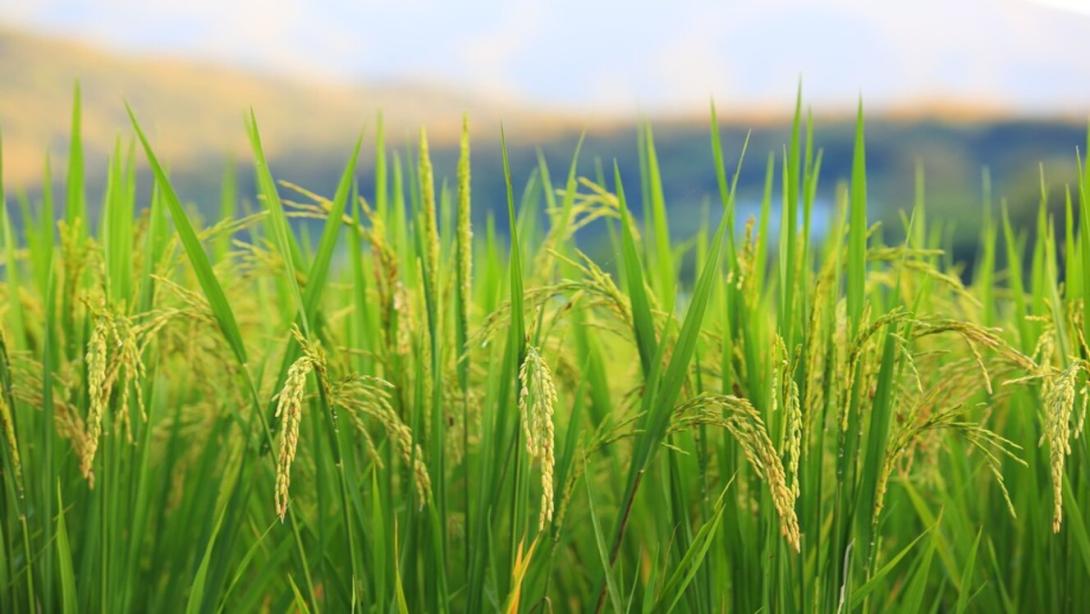 MinAgricultura expidió la resolución 084 de 2025 que estableció el programa de apoyo directo a los pequeños y medianos productores, y que será operado por la Bolsa Mercantil de Colombia.