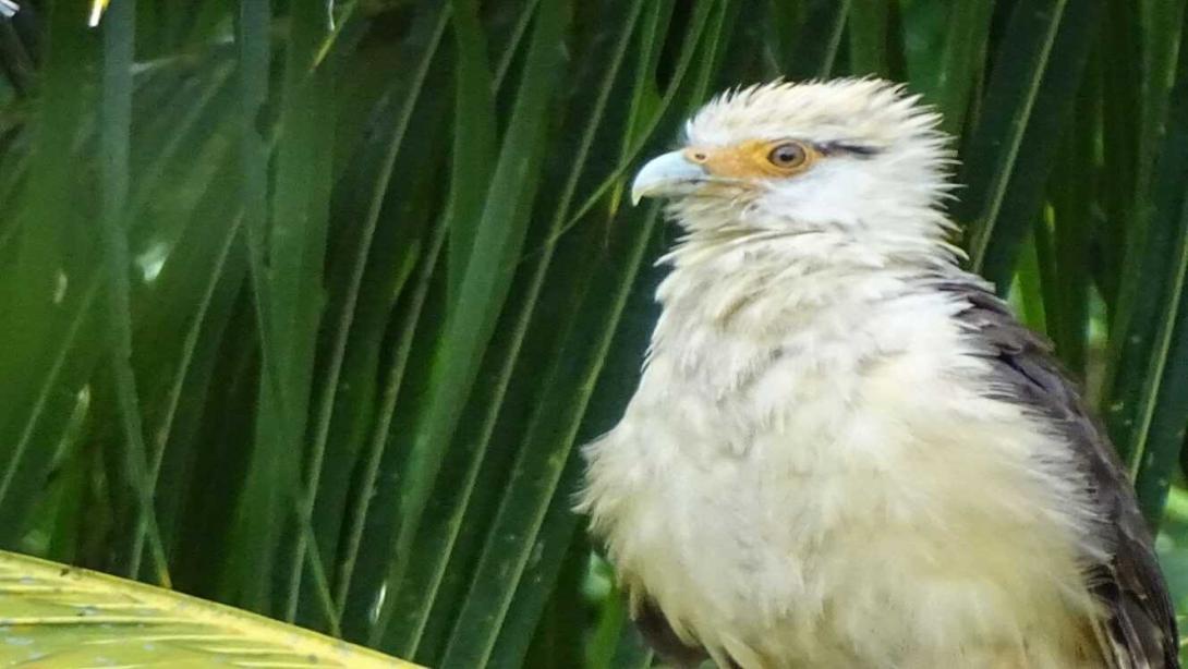El chimachima, oriundo de América del Sur América Central.