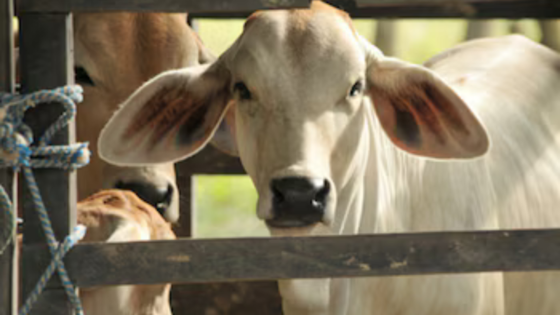 Buenj compoirtmiento de lss exportacipned de ganado en pie, carne y lácteos