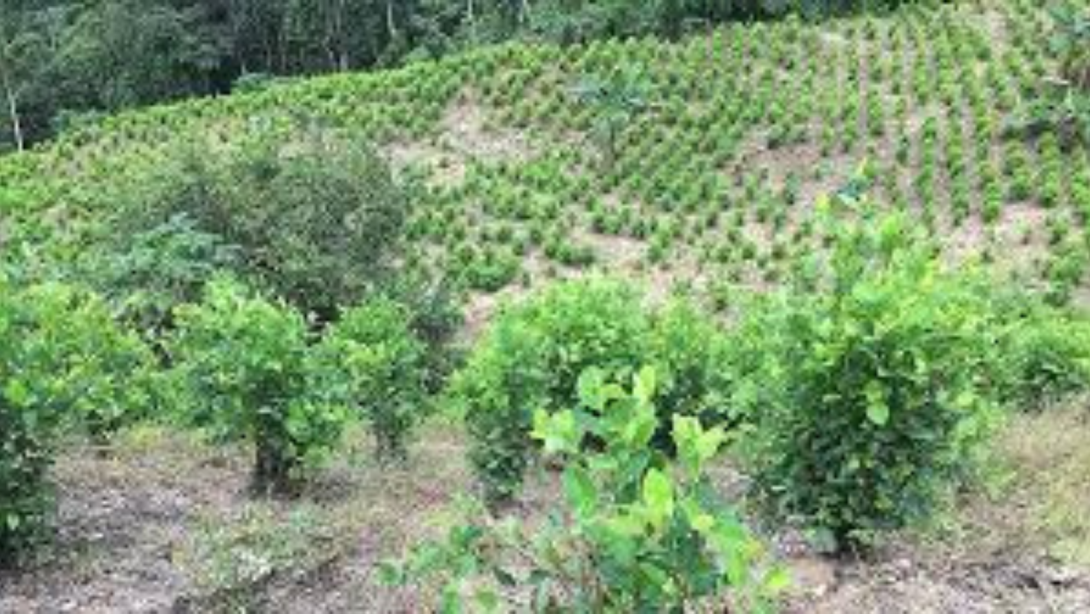 Colombia tiene el 67 % de cultivos de coca del mundo.