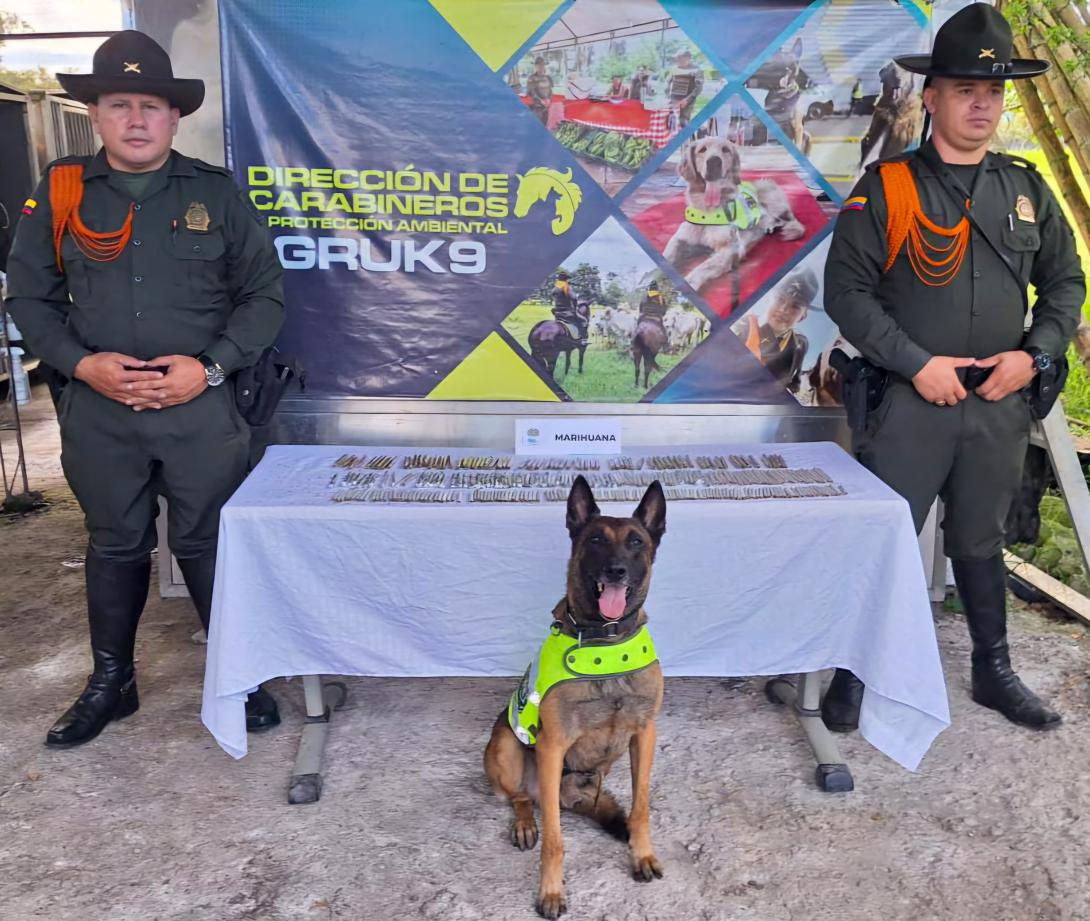 canino antinarcoticos