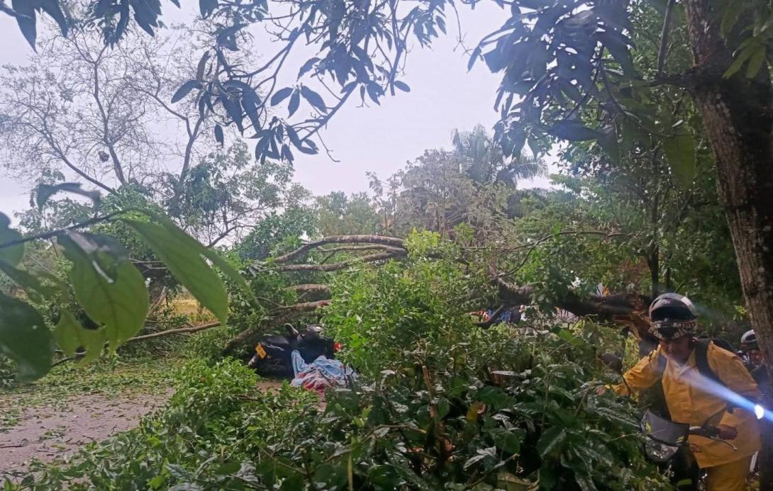 Árbol caído San Luis