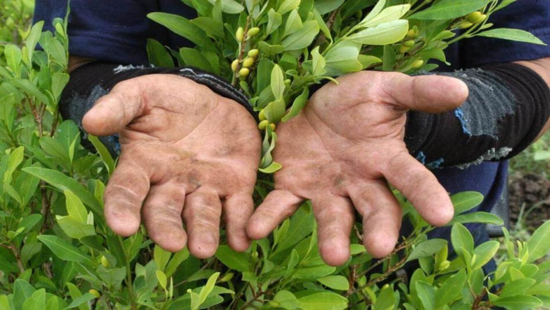 . El proyecto de ley plantea que el Estado colombiano sea el responsable de: Regular los cultivos de hoja de coca con participación de campesinos e indígenas.