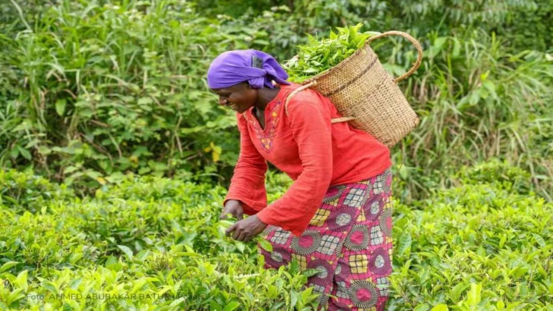 Transformar los sistemas agroalimentarios es clave para el desarrollo económico, ambiental y social del país.