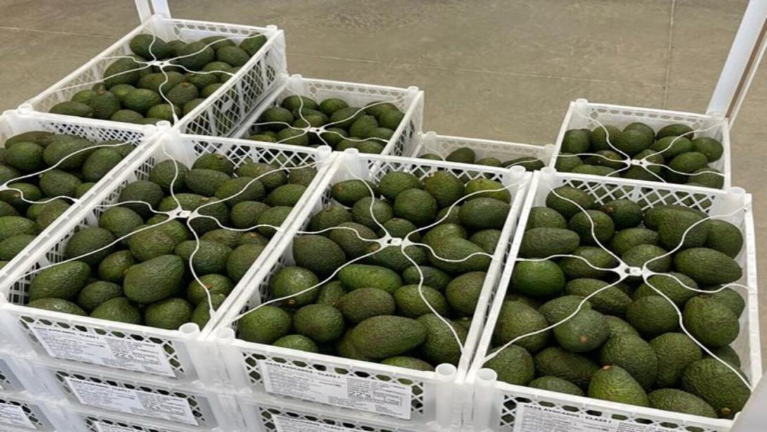 Exportaciones clave como  café, flores, banano, plátano, aguacate y limón Tahití podrían ingresar sin aranceles a Estados Unidos.