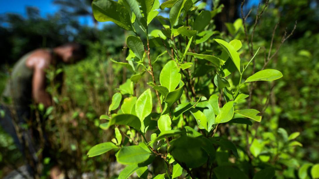 La erradicación de cultivos ilícitos, una tarea pendientedel Gobierno colombiano.