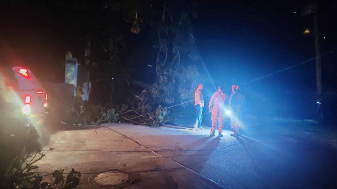 árboles caídos en Ibagué