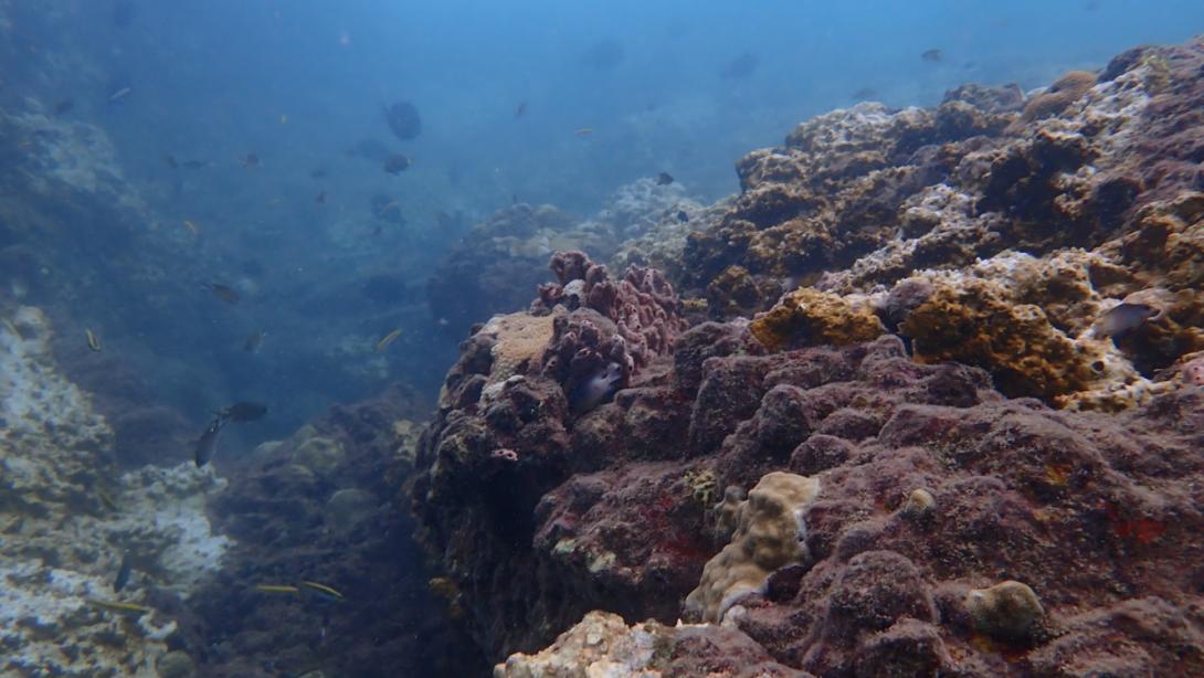 Se generó información ambiental de línea base de los ecosistemas marino–costeros, de manglar y pastos marinos, que sirviera como insumo para desarrollar un plan de conservación, especialmente en los que están localizados en zonas estratégicas del departamento de La Guajira.