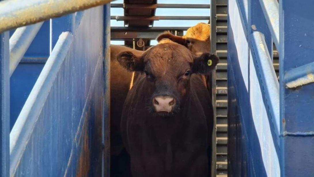 prohibición de exportación de carne afceta el desarrollo de la ganadería.