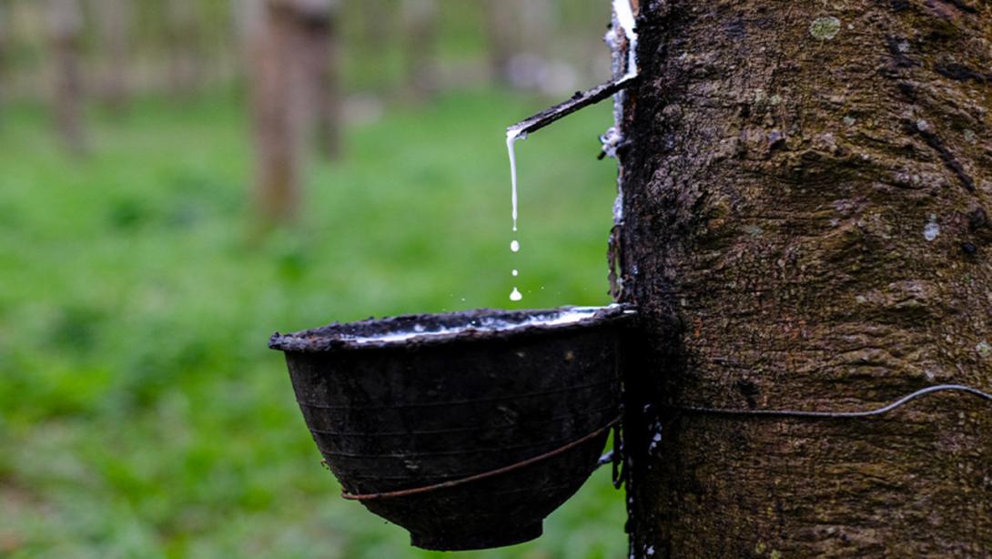 El déficit hídrico y el incremento drástico de las temperaturas representan una amenaza directa para la fisiología del árbol de caucho natural.